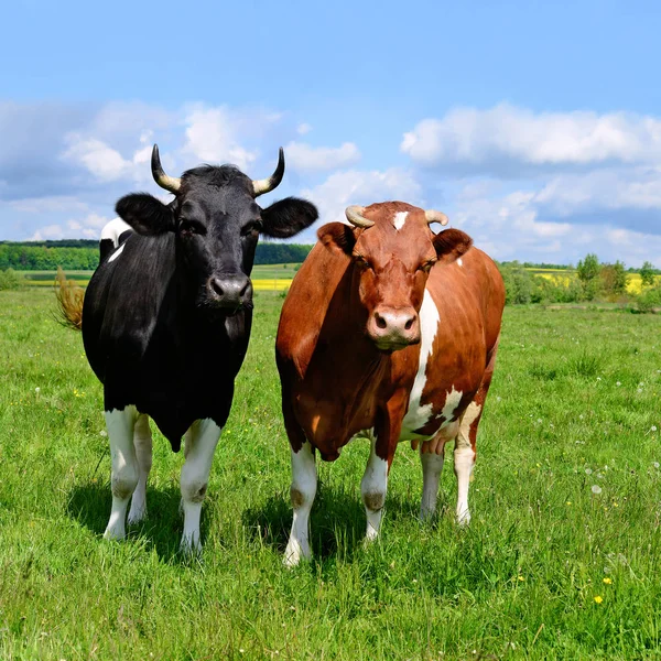 Las Vacas Pasto Verano —  Fotos de Stock