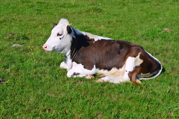 Nyári Legelőn Borjú — Stock Fotó