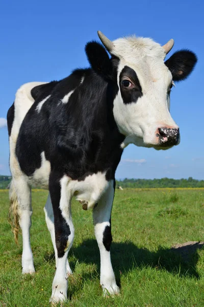 Ternero Pasto Verano — Foto de Stock