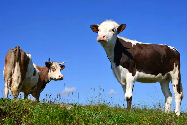 Calf Summer Pasture Stock Photo