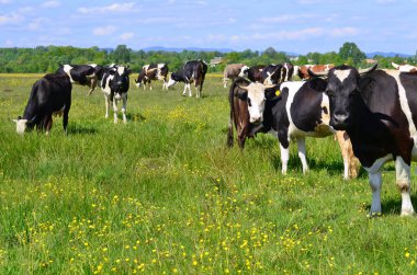 Yaz otlağında inekler