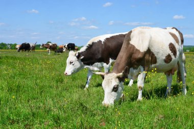 Yaz otlağında inekler