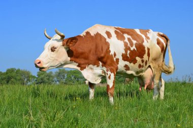 Yaz otlağında inek