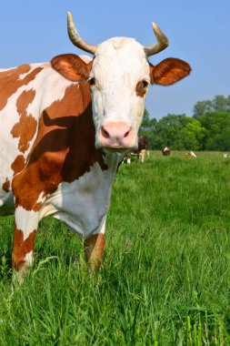 Yaz otlağında inekler