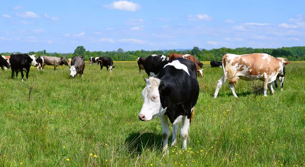 Las Vacas Pasto Verano — Foto de Stock