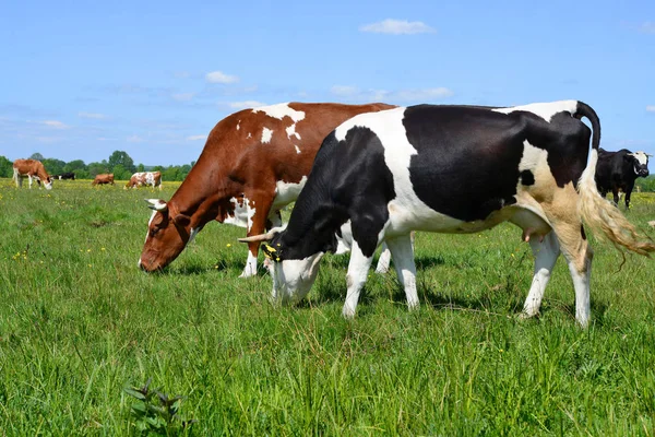 Koeien Een Zomerweide — Stockfoto