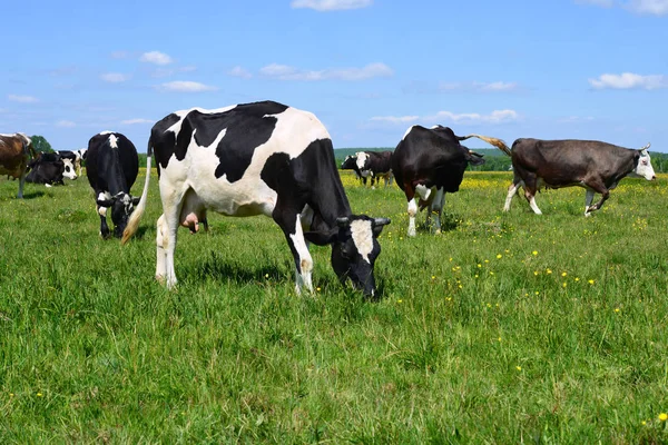 Las Vacas Pasto Verano —  Fotos de Stock