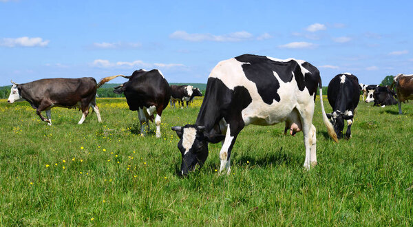 Cows  on a summer pasture