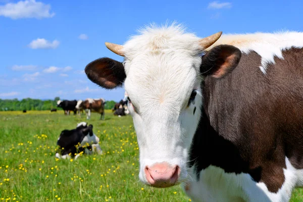 Das Kalb Auf Der Sommerweide — Stockfoto