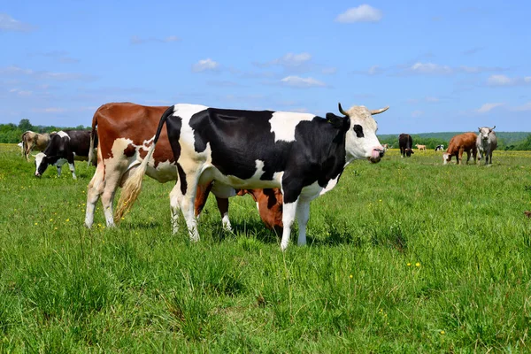 Kühe Auf Einer Sommerweide — Stockfoto