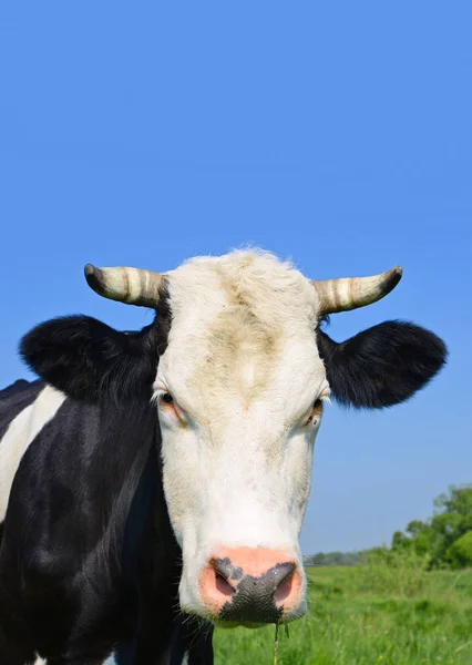 Vache Dans Pâturage Été — Photo