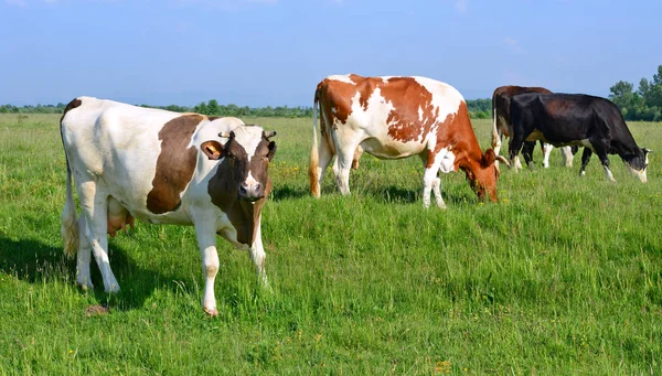 Vacas Pasto Verão — Fotografia de Stock