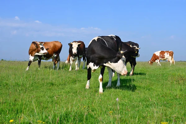 Kühe Auf Einer Sommerweide — Stockfoto