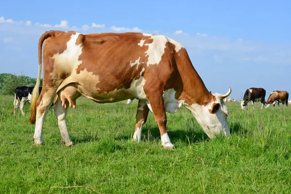 Cows Summer Pasture — Stock Photo, Image