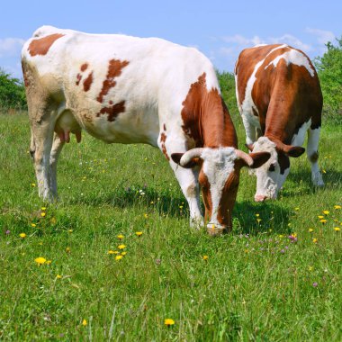Yaz otlağında inekler