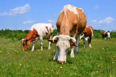 Yaz otlağında inekler