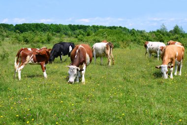 Yaz otlağında inekler