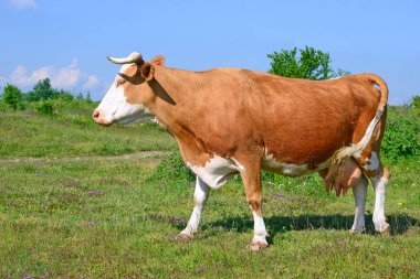Yaz otlağında inek