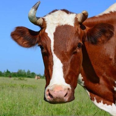 Yaz otlağında inek