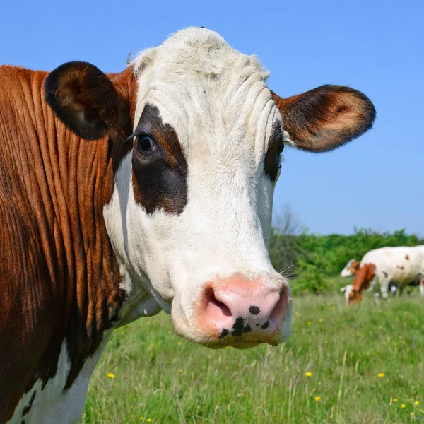 Koeien Een Zomerweide — Stockfoto