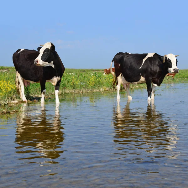 Vacas Lugar Riego — Foto de Stock