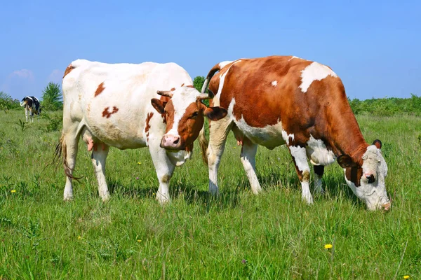 Vaches Sur Pâturage Été — Photo