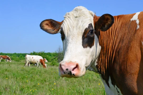 Koeien Een Zomerweide — Stockfoto