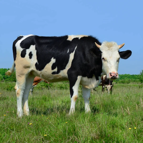 Cows Summer Pasture — Stock Photo, Image