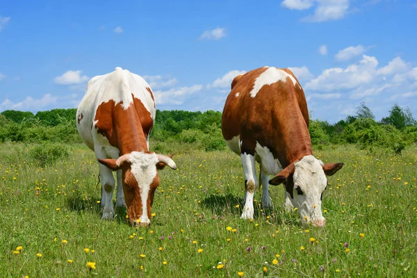 Las Vacas Pasto Verano — Foto de Stock