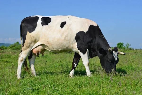 Cow Summer Pasture — Stock Photo, Image