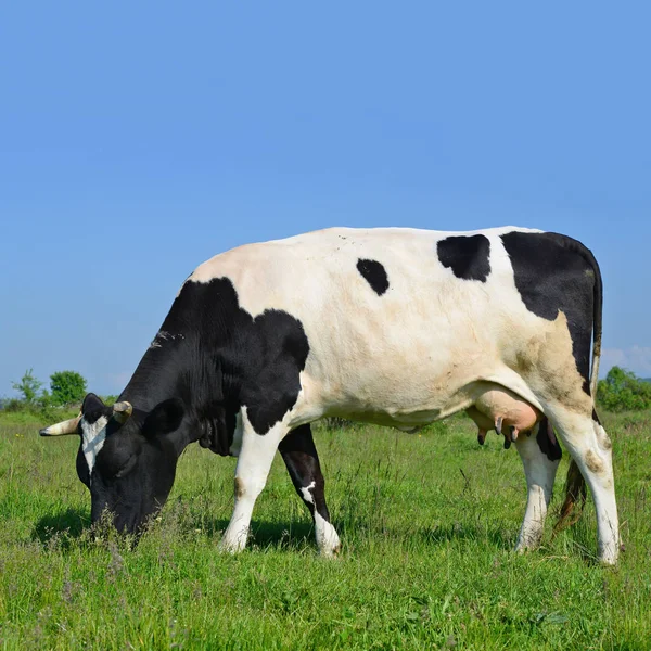 Vaca Pasto Verão — Fotografia de Stock