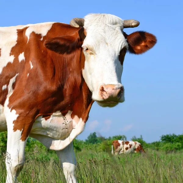 Koe Een Zomerweide — Stockfoto