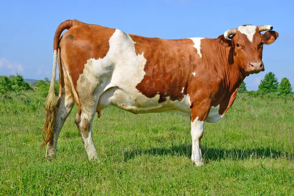 Корова Летнем Пастбище — стоковое фото
