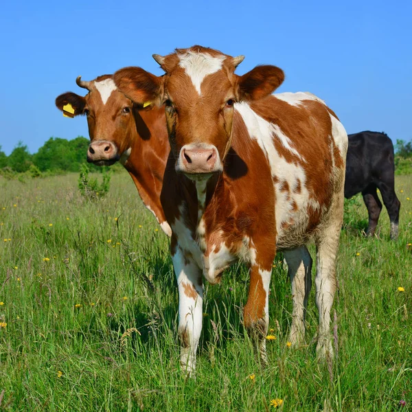 Las Vacas Pasto Verano — Foto de Stock