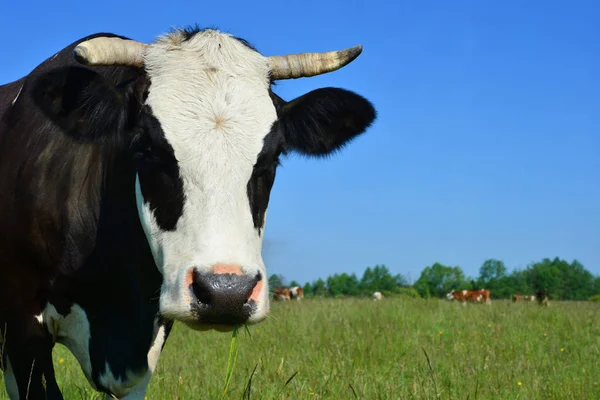 Vaca Pasto Verano — Foto de Stock