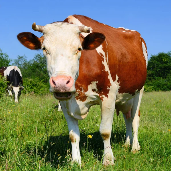 Koe Een Zomerweide — Stockfoto