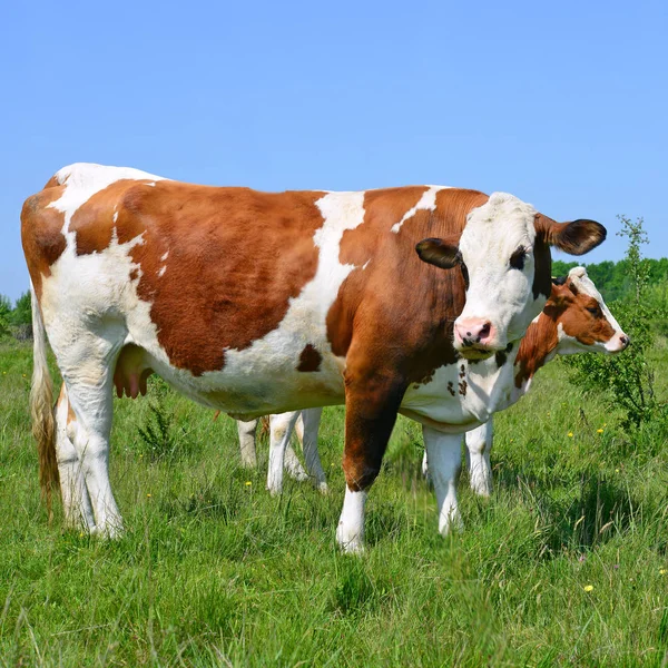 Cows Summer Pasture Royalty Free Stock Images