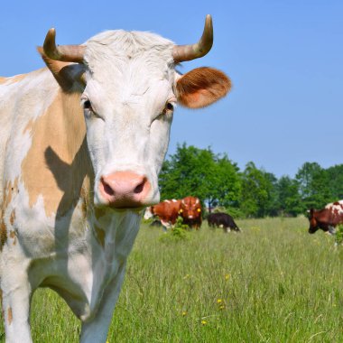 Yaz otlağında inekler