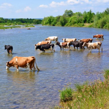 İnekler bir sulama yere