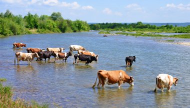 İnekler bir sulama yere