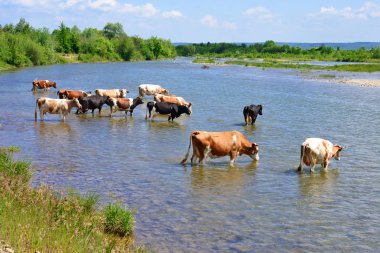İnekler bir sulama yere