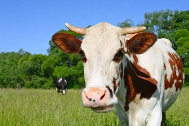 Yaz otlağında inek