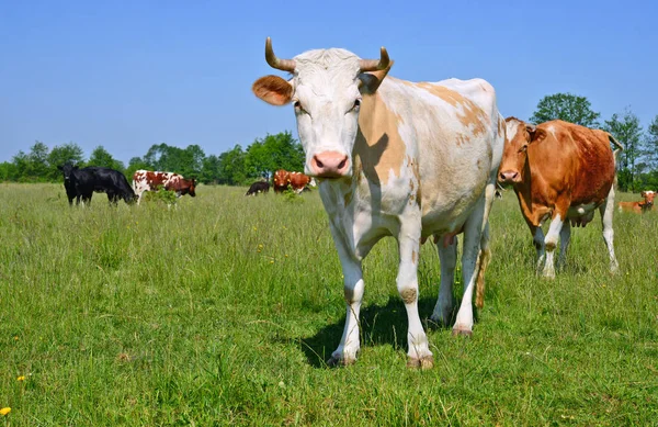 Las Vacas Pasto Verano —  Fotos de Stock