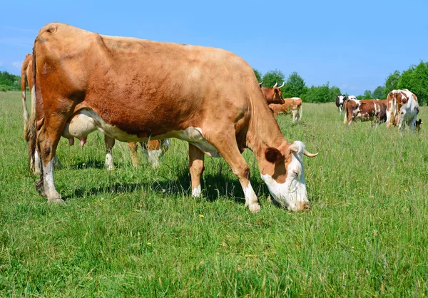 Vacas Pasto Verão — Fotografia de Stock