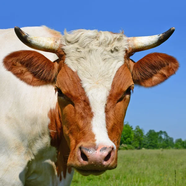 Koe Een Zomerweide — Stockfoto