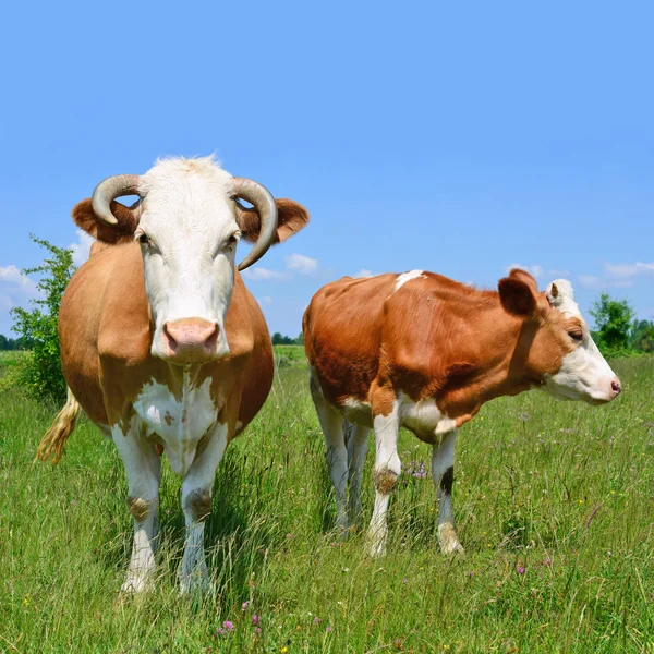 Vacas Pasto Verão — Fotografia de Stock