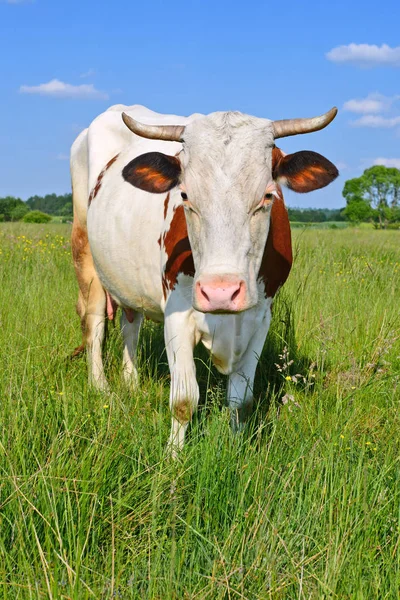 Vache Dans Pâturage Été — Photo