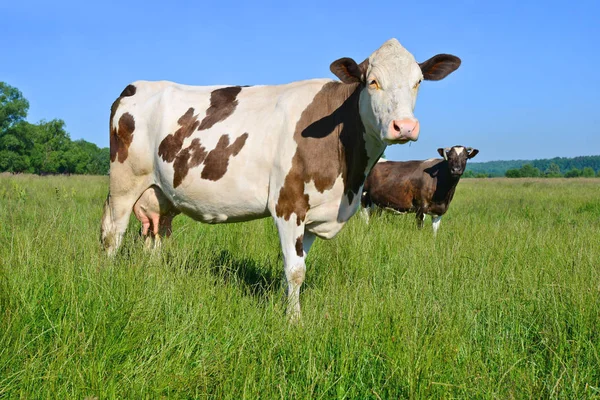 Cows Summer Pasture — Stock Photo, Image