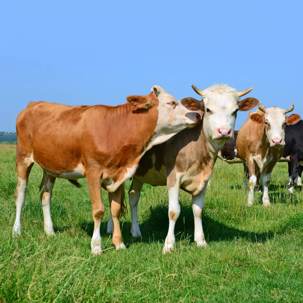 Kühe Auf Einer Sommerweide — Stockfoto