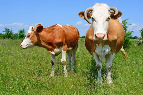 Cows Summer Pasture Royalty Free Stock Images